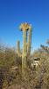 PICTURES/Jun Kaneko Exhibit at Desert Botanical Garden/t_20180105_154541.jpg